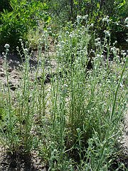 cryptantha intermedia